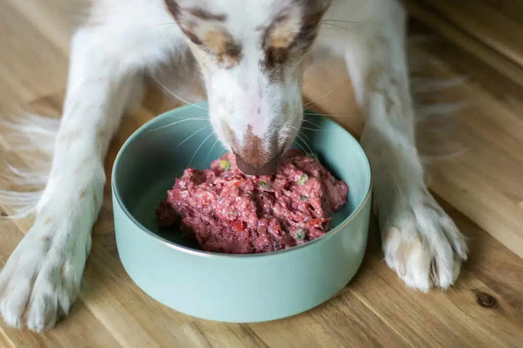 Dog eat dog food meat