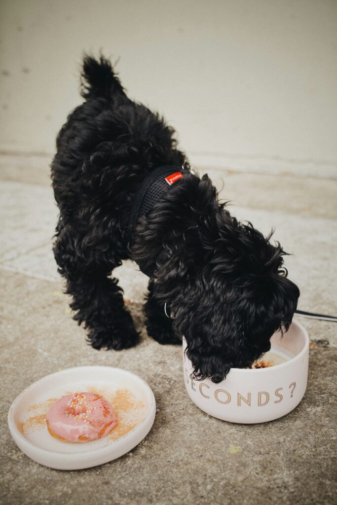 Fresh allergy-friendly dog food ingredients including turkey, sweet potatoes, and green vegetables