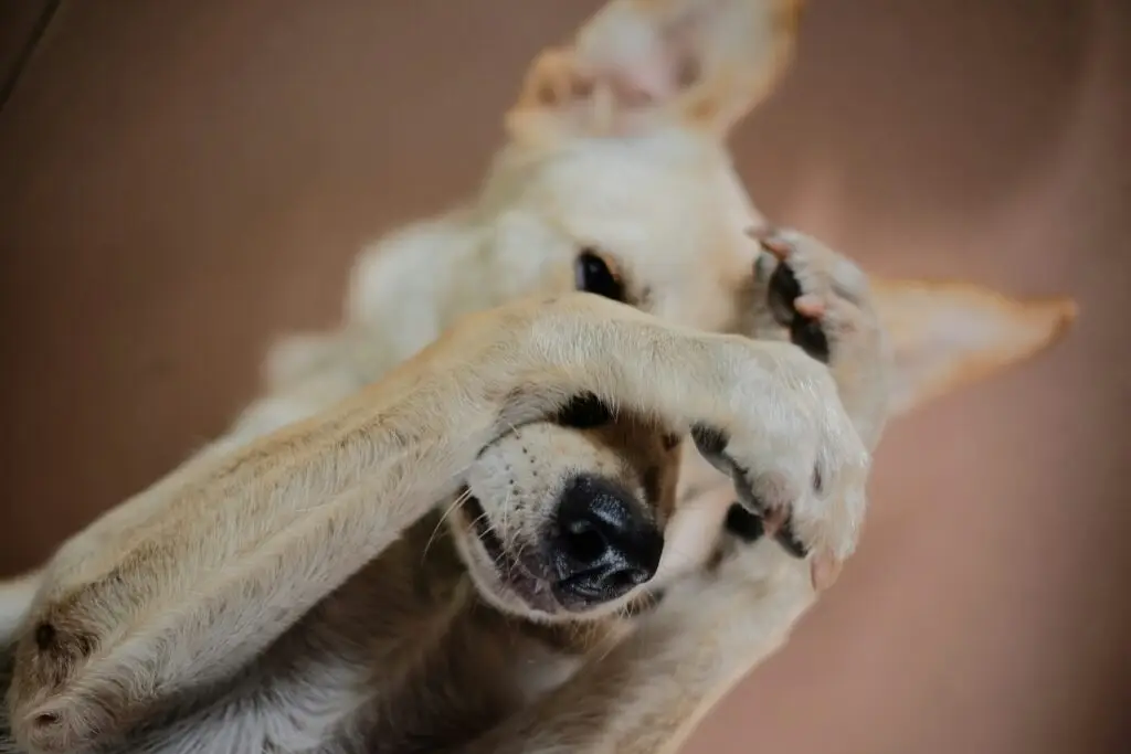 Common Causes of Excessive Dog Scratching
