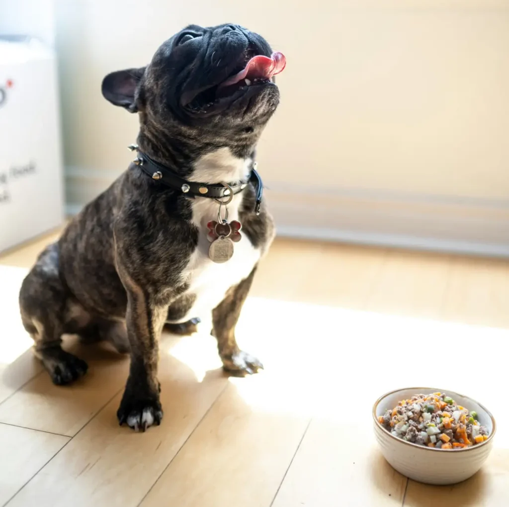 Dog showing food allergy symptoms like itchy skin and paw licking before switching to the best dog food for allergies