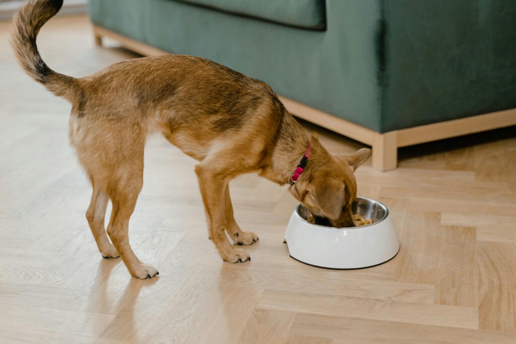 Dog food ingredients to avoid for allergies – label reading tips.