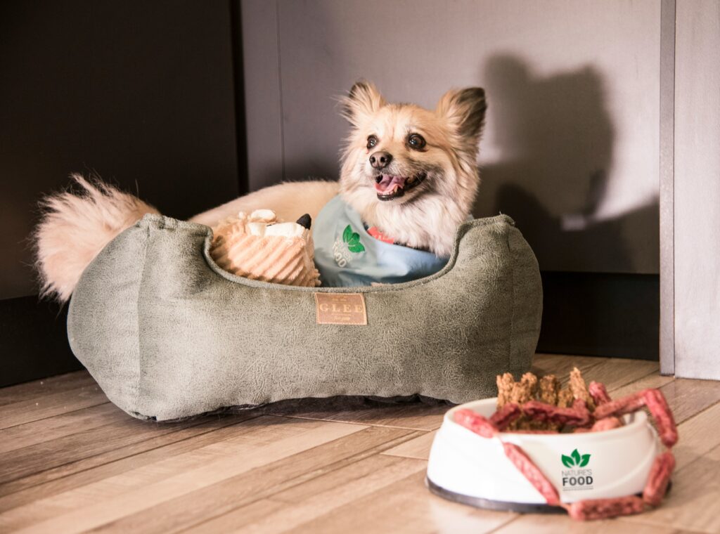 Dog Food Ingredients to Avoid for Allergies