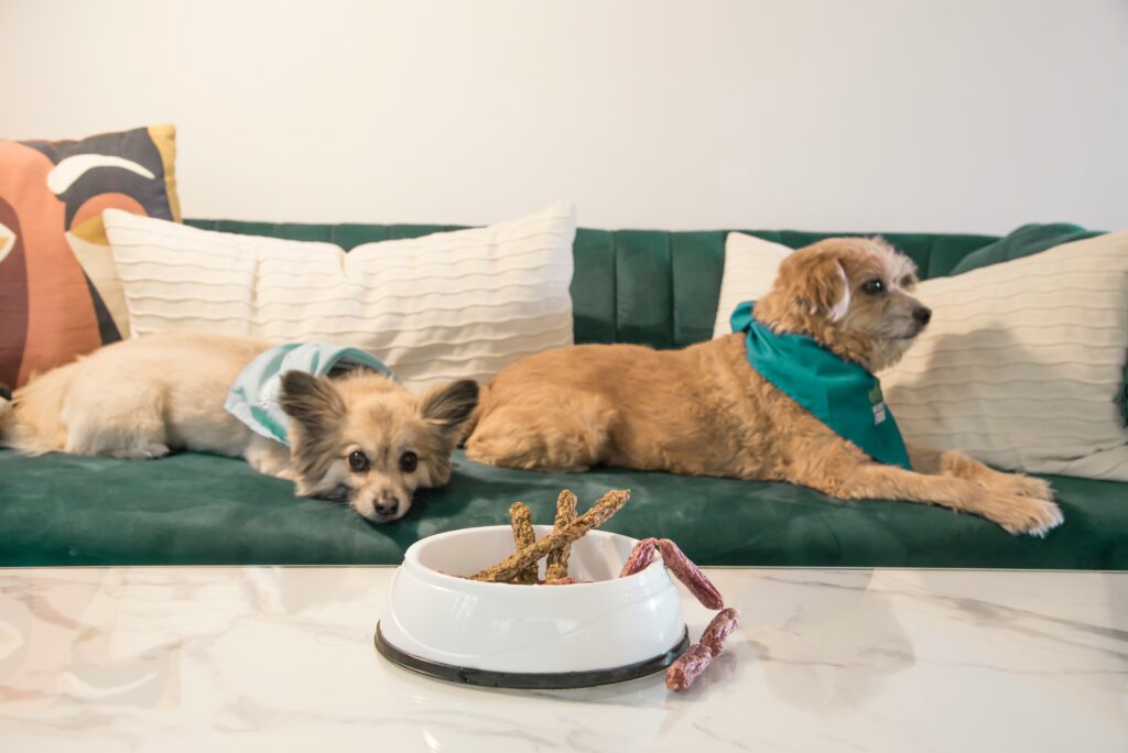 Your Pup's Favorite food