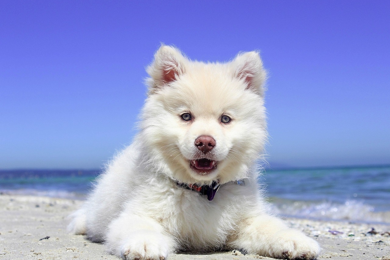 Healthy, happy dog! My PupEase front page furry friend