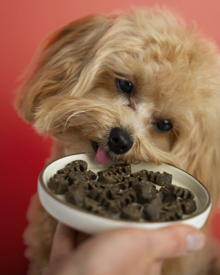 Healthy homemade dog food recipes served in a bowl with supplements and fresh ingredients around