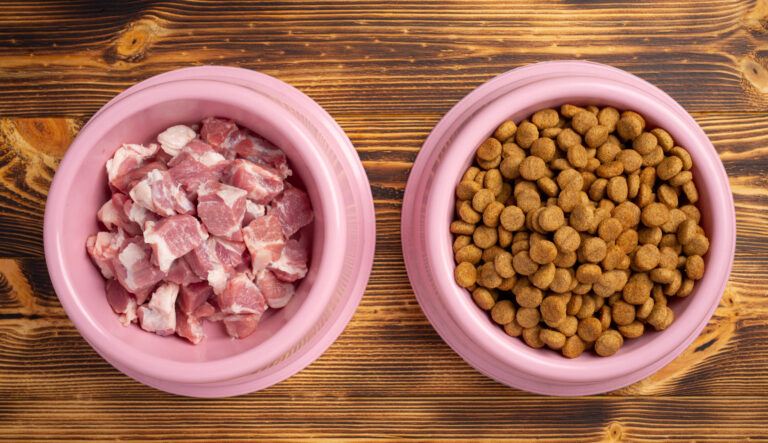Homemade dog food vs commercial kibble comparison for dogs with allergies