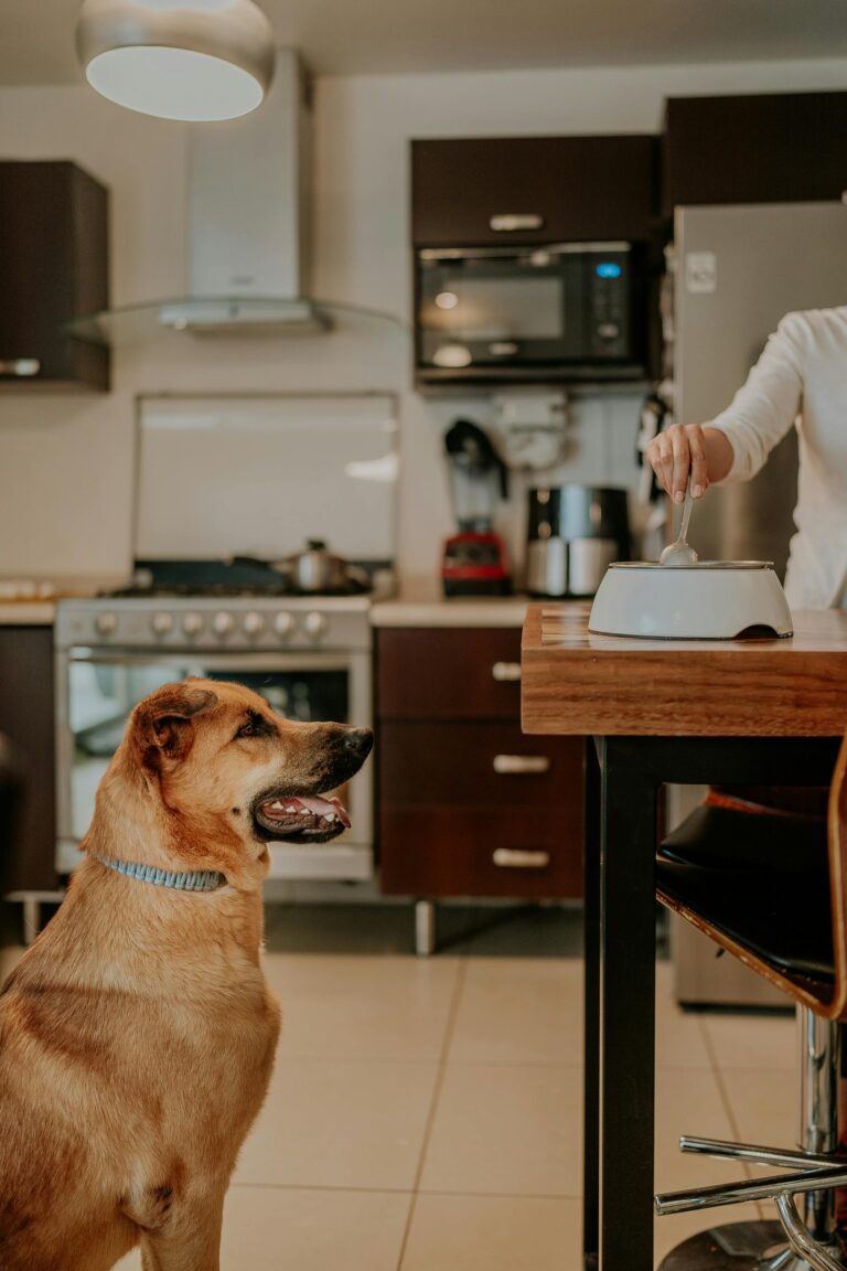 Dog owner meal prepping Homemade Dog Food Recipes with portioned containers