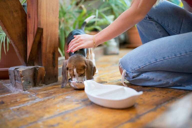 Best Dog Food for Allergies - Hypoallergenic Nutrition for Sensitive Dogs