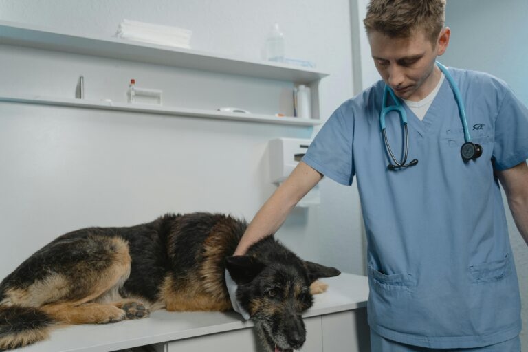Dog at veterinary checkup for allergy symptoms like itching and digestive issues