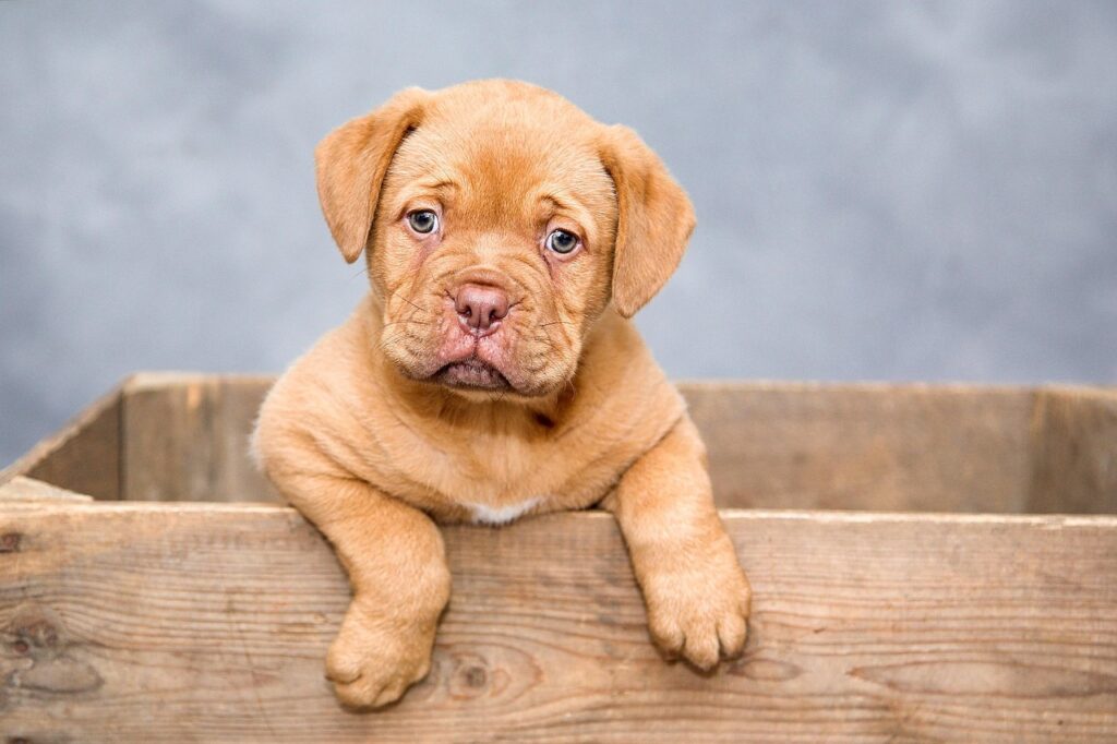Hypoallergenic dog food helps prevent allergic reactions.
