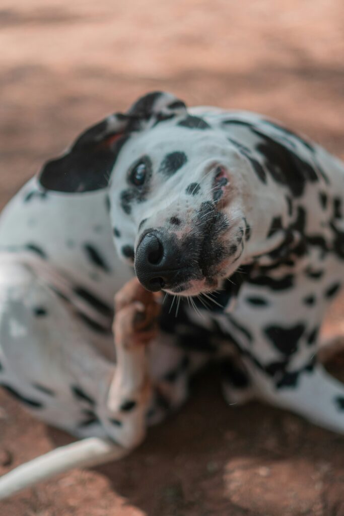 Why Is My Dog Scratching So Much?