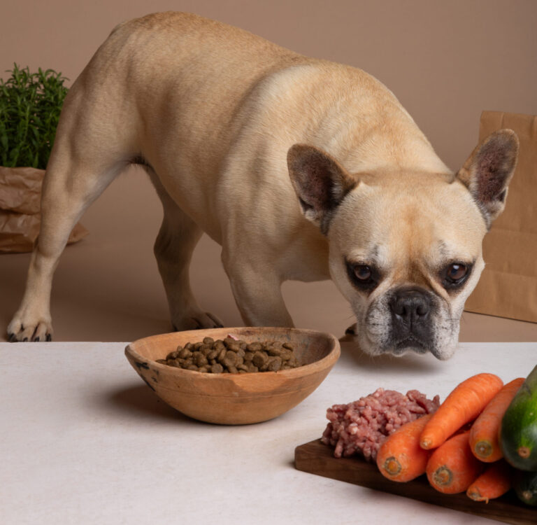 Limited ingredient hypoallergenic dog food with novel protein for dogs with allergies